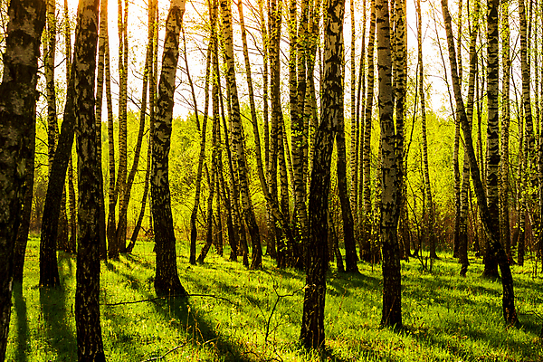 포토 JPG 해외이미지 나무 야생동물 줄기 잎 자연 날씨 휴식 그림자 풍경 사람없음 빛 햇빛 태양 일출 환경 화목 침묵 일몰 봄 새벽 성장 광선 전원 신선 숲 땅 러시아 북쪽 자작나무 생태학 해외202008 해외포토 자연요소 식물 동물 계절 교육 유럽 컨셉 노을 소리 전기에너지 방향 생태계 파일형식