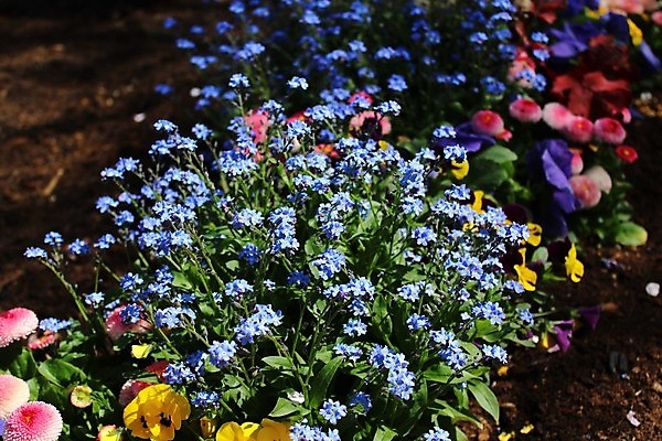 포토 JPG 해외이미지 식물 꽃 자연 사람없음 컬러풀 정원 봄 4월 내추럴 해외202008 해외포토 계절 컬러 날짜 생태계 파일형식