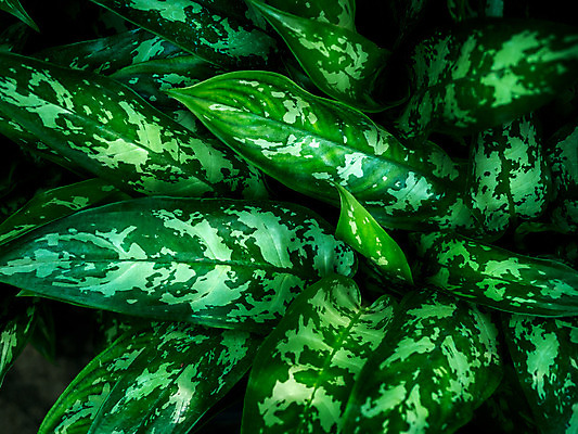 포토 JPG 해외이미지 나무 식물 디자인 화초 백그라운드 컨셉 잎 패턴 자연 벽지 표면 추상 건강 손바닥 미술 동양인 사람없음 초록색 여름 유행 환경 정원 검은색 어둠 봄 수확 성장 신선 청소 에코 유기농 질감 상록수 내추럴 생태학 그리너리 해외202008 해외포토 손 웰빙 계절 교육 컬러 무늬 농업 문화예술 인종 생태계 파일형식 트랜드컬러