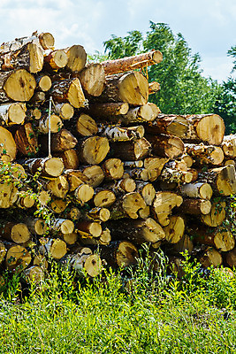 포토 JPG 해외이미지 나무 산업 패턴 자연 건조 사람없음 야외 목재 쌓기 환경 시골 원형 주식 숲 장작 자르기 날것 통나무 나무껍질 연료 수납 자작나무 자원 잡동사니 흙더미 내추럴 벌목 생태학 수목 접기 많음 해외202008 해외포토 도형 식물 교육 컨셉 무늬 재료 모션 금융 흙 껍질 생태계 파일형식 더미