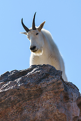 포토 JPG 해외이미지 동물 야생동물 어린이 포유류 자연 날씨 염소 산 털 뿔 풍경 사람없음 야외 줄무늬 들꽃 추위 조약돌 흰색 그룹 고도 언덕 오르기 지역 팩 무료 울퉁불퉁 절정 콜로라도 화강암 해외202008 해외포토 꽃 컬러 무늬 모션 사람 미국 화장품 암석 돌_바위 생태계 파일형식