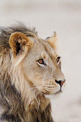 포토 JPG 해외이미지 동물 응시 남자 야생동물 여행 포유류 아프리카 자연 털 성인 사람없음 야외 옆모습 고양이 힘 사막 입 황무지 위험 사자 큼 왕 사파리 사냥 육식동물 갈기 사냥꾼 사자자리 남쪽 내추럴 남아프리카 마사이족 웅장함 전국 힘찬 해외202008 해외포토 직업 시선 나라 뷰포인트 컨셉 사람 신체부위 반려동물 별자리 크기 방향 생태계 파일형식