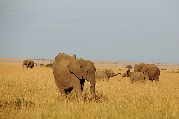 포토 JPG 해외이미지 동물 공원 야생동물 여행 포유류 가족 아프리카 자연 초식동물 코끼리 사람없음 야외 가로 초록색 물 힘 사막 게임 그룹 황무지 보호 군중 큼 방목 사파리 황소 정사각형 먼지 멸종 케냐 거인 나미비아 보츠와나 사바나 전국 초식 해외202008 해외포토 자연요소 도형 공공시설 나라 컬러 컨셉 관계 놀이 사람 소 축산업 크기 생태계 남아프리카 파일형식