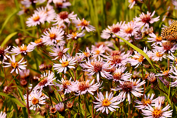 포토 JPG 해외이미지 식물 꽃잎 줄기 잎 자연 사람없음 종 양귀비 칼라꽃 그리너리 해외202008 해외포토 꽃 생태계 파일형식 트랜드컬러