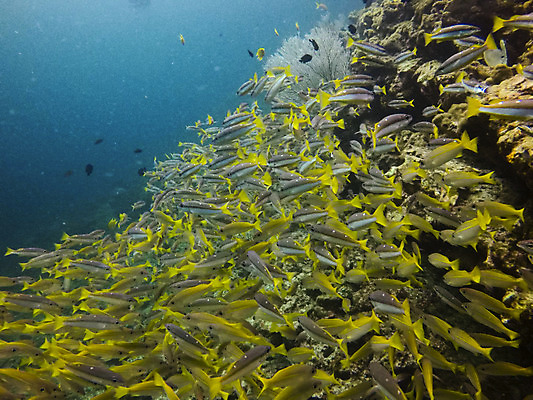 포토 JPG 해외이미지 동물 바다 섬 여행 학교 자연 낚시 어류 풍경 사람없음 빨간색 물 파란색 바닷속 수중 수영 그룹 산호 잠수부 땅 생태계 다이빙 암초 내추럴 깊이 파라다이스 해외202008 해외포토 자연요소 교육 컬러 레저 수중동물 수상스포츠 자포동물 전문직 수중스포츠 파일형식