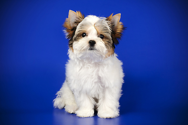 포토 JPG 해외이미지 동물 1 행복 새끼 백그라운드 새로움 털 미소 사람없음 빨간색 반려동물 검은색 거울 흰색 개 달콤 강아지 작음 요크셔테리어 테리어 활 솜털 송곳니 기르기 비버 삼색 해외202008 우호적 해외포토 감정 컬러 컨셉 포유류 표정 맛 치아 크기 돌봄 파일형식