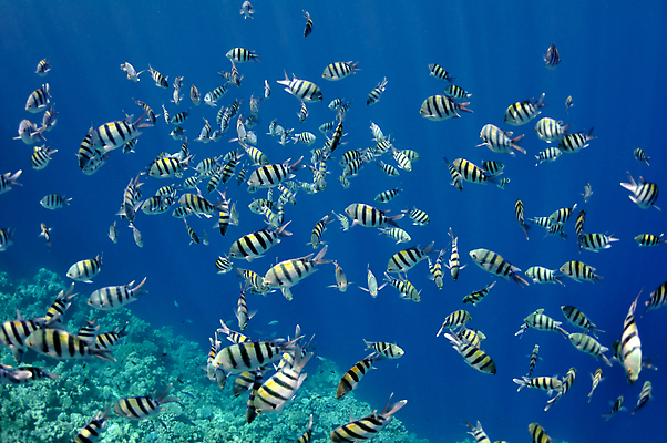 포토 JPG 해외이미지 동물 꽃 야생동물 바다 섬 백그라운드 학교 자연 이집트 어류 사람없음 빨간색 물 여름 파란색 빛 컬러풀 햇빛 환경 정원 수중 수영 활발 구멍 산호 아래 생태계 질감 생물학 장면 지느러미 암초 깊이 식민지 이국적 해외202008 해외포토 자연요소 식물 계절 교육 컬러 컨셉 아프리카 태양 수중동물 수상스포츠 자포동물 방향 위치 파일형식
