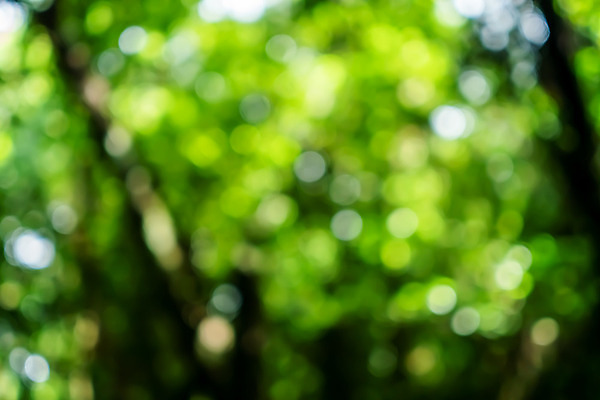 포토 JPG 해외이미지 모양 나무 식물 디자인 계절 백그라운드 컨셉 잎 패턴 자연 추상 미술 사람없음 야외 목재 초록색 여름 빛 컬러풀 햇빛 태양 환경 정원 맑음 봄 성장 신선 소프트포커스 숲 질감 보케 부드러움 내추럴 블러 해외202008 해외포토 자연요소 컬러 무늬 재료 날씨 문화예술 촬영기법 감각 생태계 파일형식