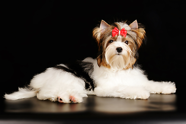 포토 JPG 해외이미지 동물 1 행복 새끼 백그라운드 새로움 털 사람없음 빨간색 반려동물 검은색 거울 흰색 개 달콤 강아지 작음 요크셔테리어 테리어 활 솜털 송곳니 기르기 비버 삼색 해외202008 우호적 해외포토 감정 컬러 컨셉 포유류 맛 치아 크기 돌봄 파일형식