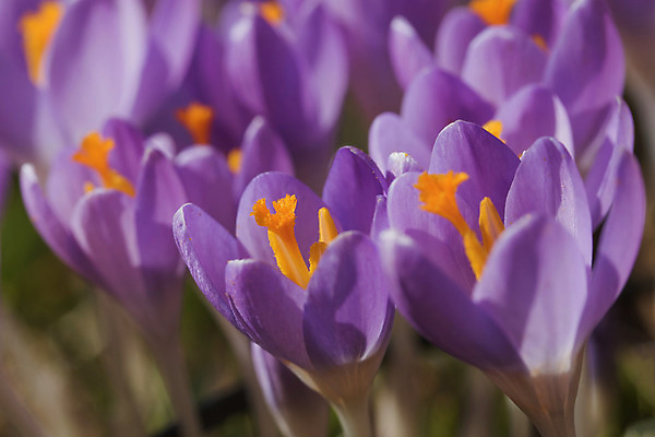 포토 JPG 해외이미지 꽃잎 꽃 잎 사람없음 야외 정원 소프트포커스 사프란 해외202008 해외포토 식물 촬영기법 향신료 파일형식