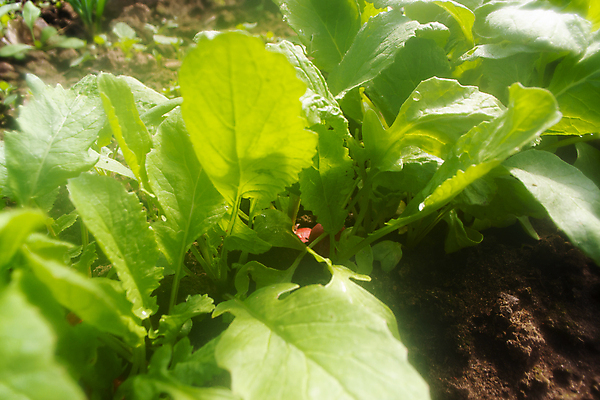 포토 JPG 해외이미지 식물 라이프스타일 음식 백그라운드 잎 농업 채소 자연 건강 사람없음 빨간색 초록색 농작물 농장 정원 흙 샐러드 수확 성장 흰색 시골 침대 신선 최고 오브젝트 싱글 유기농 원예 날것 뿌리 내추럴 밭일 숙성 채식주의자 총각무 해외202008 해외포토 웰빙 산업 컬러 가구 취미 생활 무 생태계 채식 파일형식