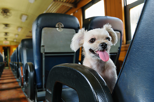 포토 JPG 해외이미지 한마리 여행 의자 사람없음 반려동물 개 해외202008 해외포토 동물 1 가구 포유류 파일형식