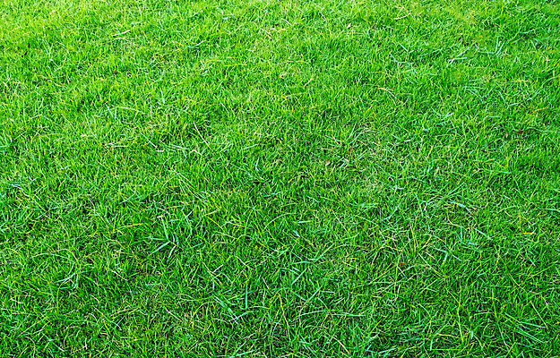 포토 JPG 해외이미지 식물 스포츠 백그라운드 패턴 밭 농업 골프 자연 추상 풍경 잔디 초원 사람없음 야외 초록색 여름 환경 정원 축구 경기장 봄 활발 성장 게임 신선 칼날 땅 질감 지역 내추럴 땅바닥 인공 해외202008 해외포토 계절 산업 컬러 컨셉 무늬 스포츠시설 놀이 바닥 구기 생태계 파일형식