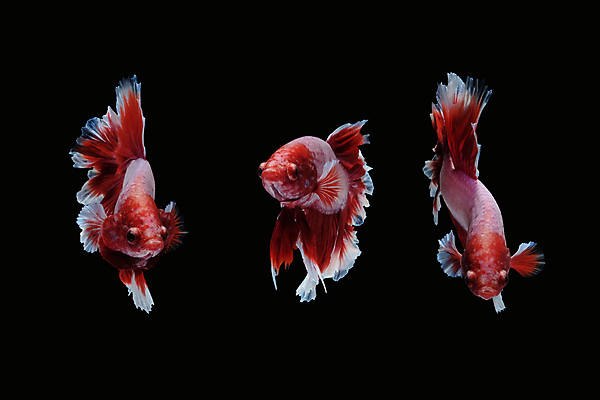 포토 JPG 해외이미지 동물 남자 얼굴 클리핑패스 분홍색 포즈 백그라운드 이동 모션 벽지 어류 미술 사람없음 빨간색 물 컬러풀 검은색 수영 분노 흰색 그룹 의식 고급 우아함 자르기 싸움 각도 대리석 모음 라벤더 고립 이국적 해외202008 해외포토 자연요소 꽃 감정 컬러 컨셉 재료 문화예술 사람 한글 신체부위 수중동물 수상스포츠 허브 파일형식