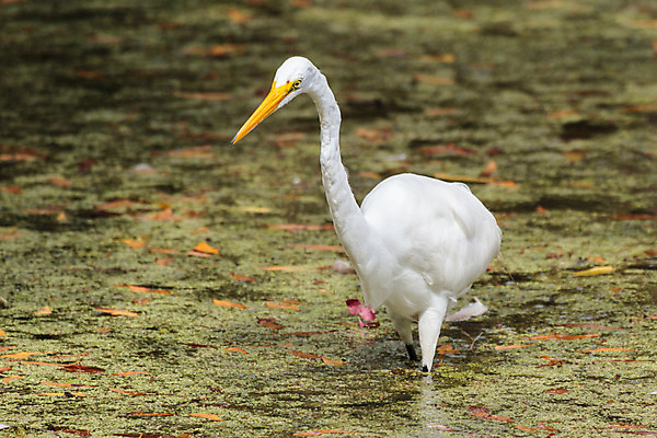 포토 JPG 해외이미지 호수 잎 날개 조류 사람없음 물 노란색 수영 흰색 연못 주식 큼 깃털 사냥 부리 사냥꾼 해외202008 해외포토 자연요소 식물 동물 직업 컬러 금융 수상스포츠 크기 파일형식
