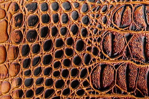 포토 JPG 해외이미지 아시아 호수 야생동물 파충류 아프리카 태국 사람없음 물 강 농장 머리 검은색 수영 힘 경쟁 연못 입 황무지 진화 치아 위험 라이벌 위협 사파리 피부 공룡 눈금 꼬리 사냥 도마뱀 육식동물 악어 사냥꾼 숨김 나쁜 몬스터 힘찬 해외202008 포악 해외포토 자연요소 동물 직업 나라 컬러 컨셉 농업 신체부위 수상스포츠 소화기관 소방 파일형식