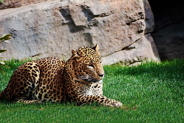 포토 JPG 해외이미지 동물 1 도로 야생동물 바다 패턴 포유류 자연 휴식 털 어류 사람없음 초록색 물 강 수중 고양이 흰색 물방울 점 산호 숲 큼 열대우림 인도인 육식동물 태평양 암초 수족관 표범 남쪽 내추럴 거짓말 동물상 이국적 해외202008 해외포토 자연요소 외국인 길 컬러 컨셉 무늬 교통시설 동양인 반려동물 조형물 수중동물 자포동물 크기 방향 생태계 파일형식