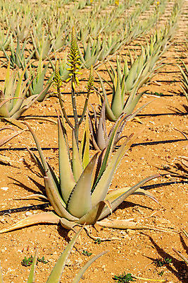 포토 JPG 해외이미지 식물 꽃 유럽 음식 모래 섬 백그라운드 잎 밭 농업 아프리카 자연 건조 풍경 사람없음 야외 초록색 여름 파란색 농장 정원 흙 사막 성장 스페인 묘사 유기농 생태계 날카로움 스파이크 내추럴 알로에 이국적 해외202008 해외포토 웰빙 계절 나라 산업 컬러 파일형식