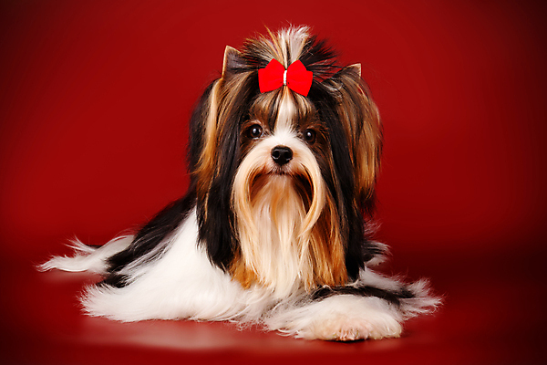 포토 JPG 해외이미지 나무 동물 1 행복 새끼 백그라운드 크리스마스 공 휴가 새로움 털 미소 사람없음 장식 빨간색 반려동물 산타클로스 검은색 거울 흰색 개 달콤 강아지 작음 샴페인 요크셔테리어 테리어 연도 활 솜털 송곳니 기르기 비버 삼색 해외202008 우호적 해외포토 식물 기념일 감정 컬러 컨셉 포유류 주류 표정 맛 치아 크기 돌봄 파일형식