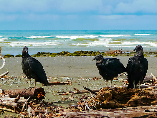 포토 JPG 해외이미지 나무 공원 야생동물 바다 섬 여행 자연 벽지 하늘 산 국립공원 손바닥 풍경 사람없음 야외 초록색 물 여름 파란색 환경 미국 다양 행운 숲 열대우림 태평양 고립 전국 코스타리카 해외202008 해외포토 자연요소 식물 동물 손 계절 공공시설 컬러 다수 컨셉 북아메리카 중앙아메리카 생태계 파일형식