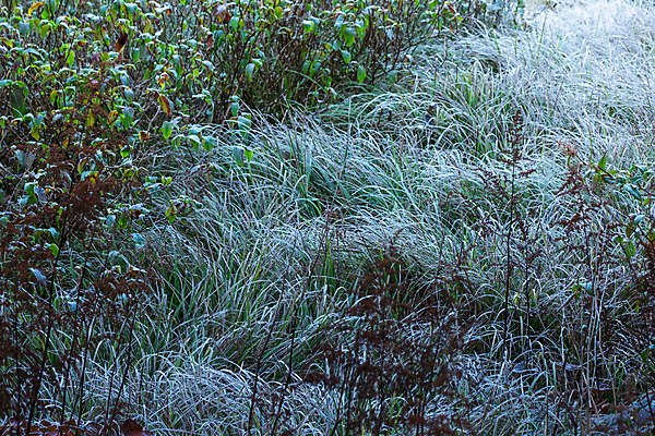 포토 JPG 해외이미지 나무 백그라운드 자연 풍경 사람없음 초록색 태양 숲 해외202008 해외포토 자연요소 식물 컬러 생태계 파일형식