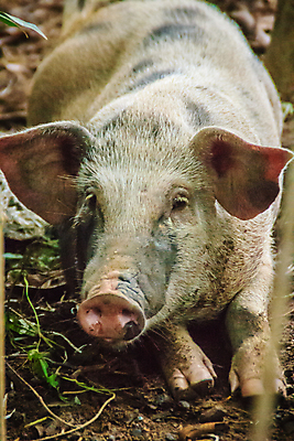 포토 JPG 해외이미지 응시 여자 얼굴 야생동물 밭 포유류 자연 털 사람없음 야외 농장 갈색 머리 회색 돼지 거친 숲 위험 배고픔 사냥 귀 먼지 진흙 갈기 조심 주둥이 서식지 해외202008 무례 해외포토 동물 시선 컬러 컨셉 농업 사람 신체부위 생태계 파일형식