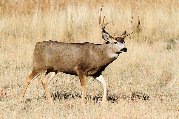 포토 JPG 해외이미지 동물 꽃 야생동물 포유류 자연 사슴 산 털 종류 사람없음 야외 갈색 달러 봄 임신 젖음 추위 코트 흰색 붓 소나무 잡초 황무지 군중 숲 속눈썹 먹기 배고픔 바퀴자국 귀 주둥이 신발장 암사슴 해외202008 해외포토 나무 식물 계절 컬러 돈 자국 모션 사람 신체부위 외투 암컷 눈썹 생태계 파일형식