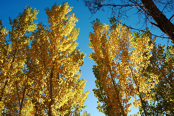 포토 JPG 해외이미지 나무 식물 계절 공원 백그라운드 잎 자연 하늘 풍경 사람없음 목재 가로 파란색 빛 노란색 맑음 성장 가을 스페인 황금 상품 정상 숲 사자 큼 생태계 내추럴 생태학 해외202008 해외포토 공공시설 교육 유럽 컬러 재료 포유류 날씨 크기 파일형식