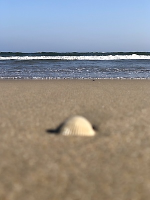 포토 JPG 해외이미지 모래 파도 바다 섬 여행 백그라운드 자연 하늘 아침 휴가 조개 해변 사람없음 야외 물 여름 파란색 관광지 햇빛 태양 맑음 봄 껍질 흰색 소라 질감 내추럴 해외202008 해외포토 주간 자연요소 계절 컬러 날씨 어패류 생태계 파일형식
