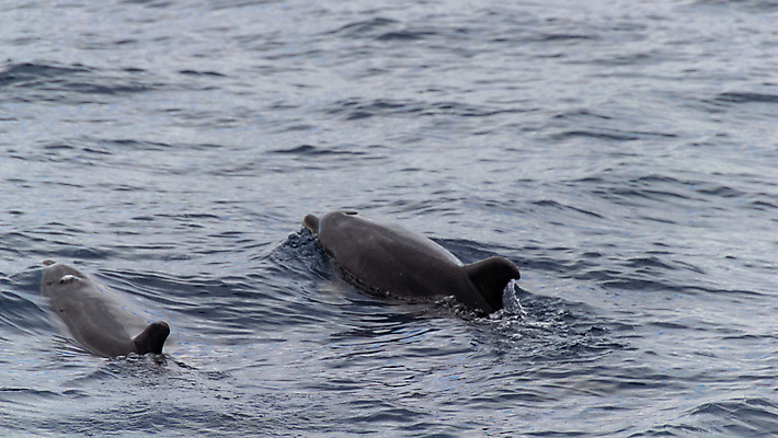 포토 JPG 해외이미지 동물 유럽 야생동물 파도 바다 섬 2 포유류 모션 아프리카 자연 조류 표면 함께함 사람없음 야외 물 파란색 수중 수영 관찰 스페인 고래 돌고래 대서양 해외202008 해외포토 자연요소 나라 컬러 컨셉 수중동물 수상스포츠 생태계 파일형식