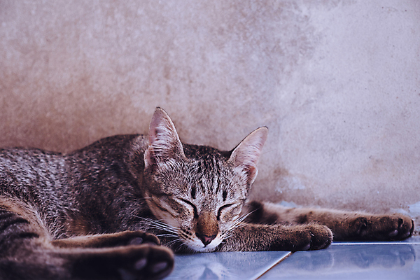 포토 JPG 해외이미지 동물 휴식 바닥 사람없음 반려동물 고양이 회색 잠 얼룩무늬 솜털 내추럴 거짓말 해외202008 우호적 해외포토 컬러 컨셉 무늬 포유류 파일형식