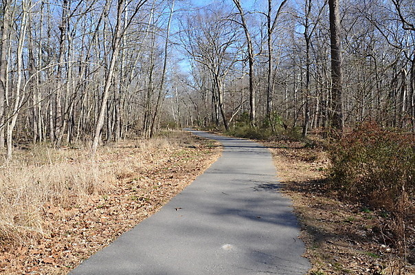 포토 JPG 해외이미지 나무 길 겨울 자국 자연 사람없음 야외 나뭇가지 보행로 숲 해외202008 해외포토 식물 계절 생태계 파일형식