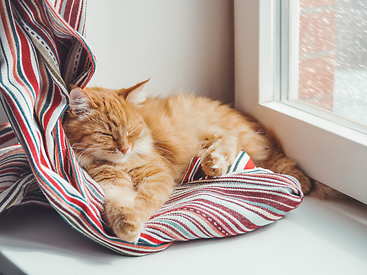 포토 JPG 해외이미지 한마리 겨울 실내 따뜻함 사람없음 반려동물 고양이 창가 낮잠 반려묘 안락 해외202008 해외포토 동물 1 계절 컨셉 창문 포유류 내부 잠 파일형식