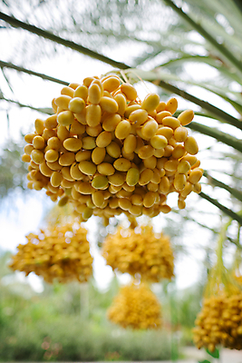 포토 JPG 해외이미지 나무 식물 계절 음식 백그라운드 농업 과일 자연 매달리기 건강 손바닥 사람없음 야외 컬러풀 농장 노란색 정원 사막 수확 나뭇가지 신선 달콤 다발 숙성 영원 이국적 바삭바삭 맛있는 해외202008 해외포토 손 산업 컬러 컨셉 모션 맛 생태계 파일형식
