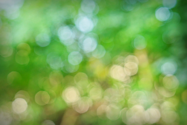 포토 JPG 해외이미지 식물 디자인 계절 백그라운드 컨셉 잎 패턴 자연 추상 미술 풍경 사람없음 야외 초록색 여름 빛 컬러풀 햇빛 태양 환경 정원 맑음 봄 활발 성장 신선 소프트포커스 숲 에코 질감 보케 부드러움 내추럴 블러 생태학 효과 해외202008 해외포토 자연요소 교육 컬러 무늬 날씨 문화예술 촬영기법 감각 생태계 파일형식