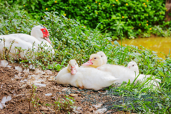 포토 JPG 해외이미지 동물 행복 농업 조류 오리 들기 초원 사람없음 야외 가로 빨간색 농경지 농사 검은색 흰색 아기 그룹 솜털 주둥이 기르기 무료 생존 많음 해외202008 해외포토 감정 산업 컬러 컨셉 모션 사람 농장 돌봄 파일형식