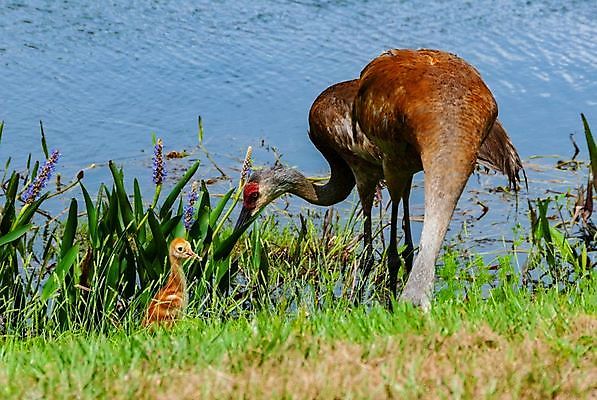 포토 JPG 해외이미지 동물 호수 야생동물 어린이 모래 북아메리카 가족 자연 조류 엄마 웨일즈 부활절 병아리 사람없음 야외 빨간색 걷기 미국 봄 아기 습지 언덕 기중기 물새 망아지 플로리다 해외202008 약함 해외포토 계절 기념일 새끼 컬러 컨셉 관계 모션 영국 아메리카 사람 말_동물 중장비 생태계 파일형식