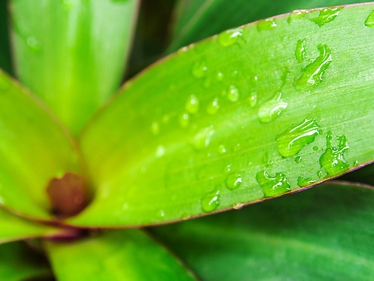 포토 JPG 해외이미지 식물 계절 백그라운드 잎 꽃무늬 자연 사람없음 장식 초록색 물 환경 정원 봄 벚꽃 신선 떨어짐 해외202008 해외포토 자연요소 꽃 컬러 컨셉 무늬 생태계 파일형식