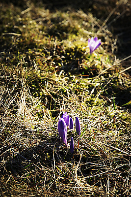 포토 JPG 해외이미지 식물 계절 꽃 백그라운드 꽃무늬 밭 농업 자연 초원 사람없음 야외 초록색 세계 평화 보라색 봄 벚꽃 가을 개화 고립 사프란 해외202008 해외포토 산업 컬러 컨셉 무늬 향신료 생태계 파일형식