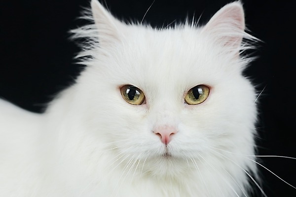 포토 JPG 해외이미지 동물 응시 시선 감정 백그라운드 자연 검은배경 털 사람없음 반려동물 검은색 고양이 우정 흰색 표현 호기심 솜털 수의사 고립 기르기 해외202008 해외포토 컬러 컨셉 포유류 친구 의사 생태계 돌봄 파일형식