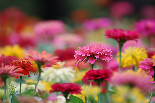 포토 JPG 해외이미지 식물 디자인 공원 꽃잎 꽃 분홍색 백그라운드 꽃무늬 패턴 밭 오렌지 자연 추상 사람없음 야외 장식 빨간색 초록색 컬러풀 노란색 정원 봄 벚꽃 흰색 신선 원형 개화 닫기 큼 해외202008 해외포토 도형 계절 공공시설 컬러 무늬 농업 과일 모션 크기 생태계 파일형식