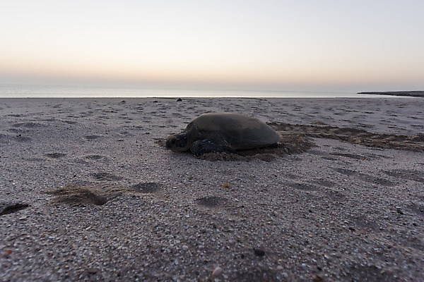 포토 JPG 해외이미지 동물 아시아 야생동물 모래 바다 여행 파충류 자연 아침 휴가 새로움 사람없음 야외 초록색 머리 쌓기 일출 환경 껍질 아기 행운 닫기 거북이 둥지 작음 속도 먼지 멸종 기어가기 땅바닥 어려움 해외202008 해외포토 주간 나라 컬러 컨셉 모션 바닥 사람 신체부위 노을 크기 생태계 파일형식