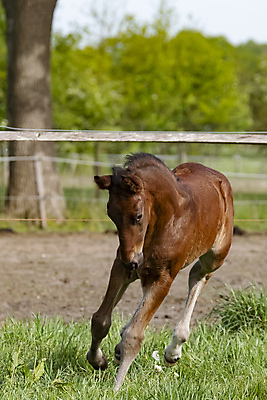 포토 JPG 해외이미지 동물 1 행복 포즈 이동 밭 모션 자연 사랑 풍경 초원 사람없음 야외 옆모습 달리기 봄 에너지 자유 흰색 시골 아기 승마 밤 작음 모피 갈기 조랑말 망아지 기르기 혼자 해외202008 해외포토 계절 감정 새끼 스포츠 뷰포인트 컬러 컨셉 농업 사람 견과류 말_동물 크기 생태계 돌봄 파일형식