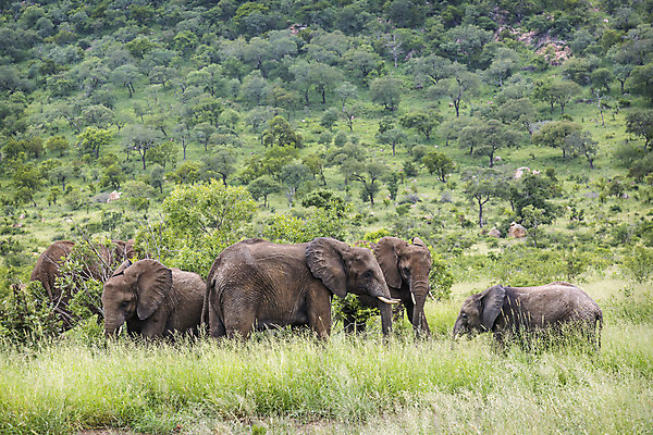 포토 JPG 해외이미지 동물 야생동물 포유류 아프리카 자연 코끼리 국립공원 풍경 사람없음 가로 초록색 황무지 보호 사파리 녹색배경 남아프리카 보츠와나 보호구역 사바나 해외202008 약함 해외포토 멸종위기종 공원 나라 컬러 백그라운드 컨셉 생태계 구역 파일형식