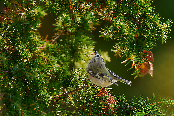 포토 JPG 해외이미지 나무 동물 야생동물 백그라운드 날개 노래 자연 조류 앉기 사람없음 목재 가로 빛 노란색 자유 황금 달콤 숲 작음 왕 손목시계 깃털 만족 싱글 서식지 내추럴 동물상 파라다이스 부족함 해외202008 해외포토 식물 감정 음악 시계 컬러 컨셉 재료 장신구 모션 조형물 맛 크기 생태계 파일형식