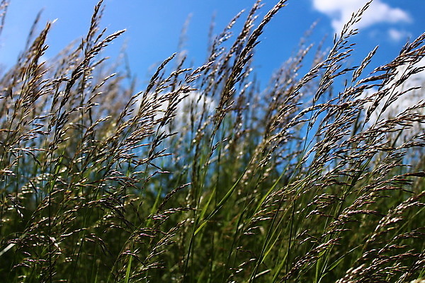 포토 JPG 해외이미지 식물 밭 자연 초원 사람없음 야외 초록색 성장 내추럴 해외202008 해외포토 컬러 농업 생태계 파일형식