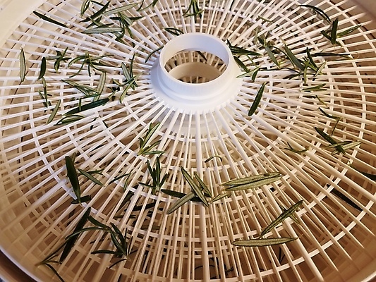 포토 JPG 해외이미지 식물 음식 잎 건조 사람없음 초록색 흰색 조미료 플라스틱 허브 로즈메리 탈수 해외202008 해외포토 컬러 재질 향미료 파일형식