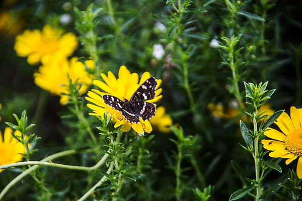 포토 JPG 해외이미지 줄기 나비 잎 초원 사람없음 초록색 컬러풀 노란색 허브 거미 해외202008 해외포토 식물 컬러 곤충 파일형식