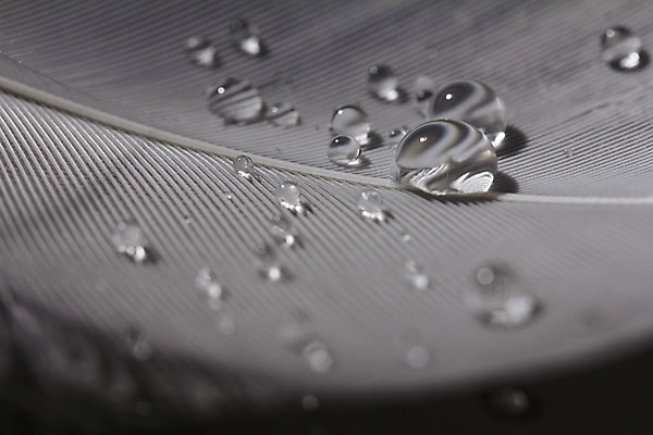 포토 JPG 해외이미지 실루엣 날개 상상 불꽃 왕관 요정 사람없음 물 반짝임 평화 수영 고요 꿈 물방울 황금 우아함 확대 매끈함 순수 깃털 심플 백조 윤곽 부드러움 공상 깃털펜 깊이 단아함 슬라이드 천진난만 취급주의 카피스페이스 해외202008 해외포토 자연요소 컨셉 모션 조류 불 촬영기법 경고 펜 공백 수상스포츠 감각 파일형식