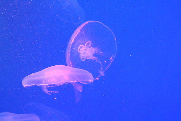 포토 JPG 해외이미지 동물 야생동물 바다 자연 생물 어류 사람없음 물 파란색 빛 컬러풀 수중 흰색 투명 스노클링 위험 수족관 젤리 내추럴 깊이 해외202008 해외포토 자연요소 컬러 컨셉 디저트 수중동물 수상스포츠 생태계 파일형식